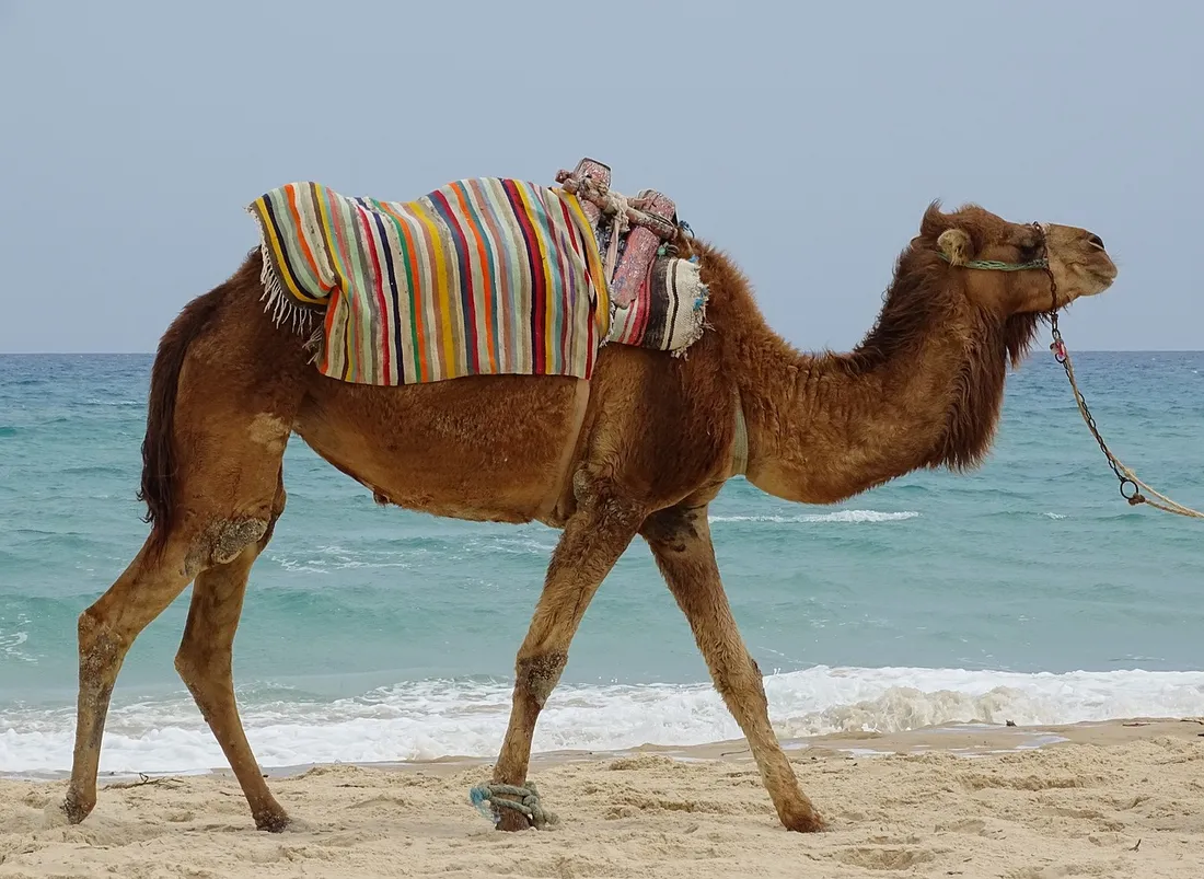 Des dromadaires sur la plage de Frontignan