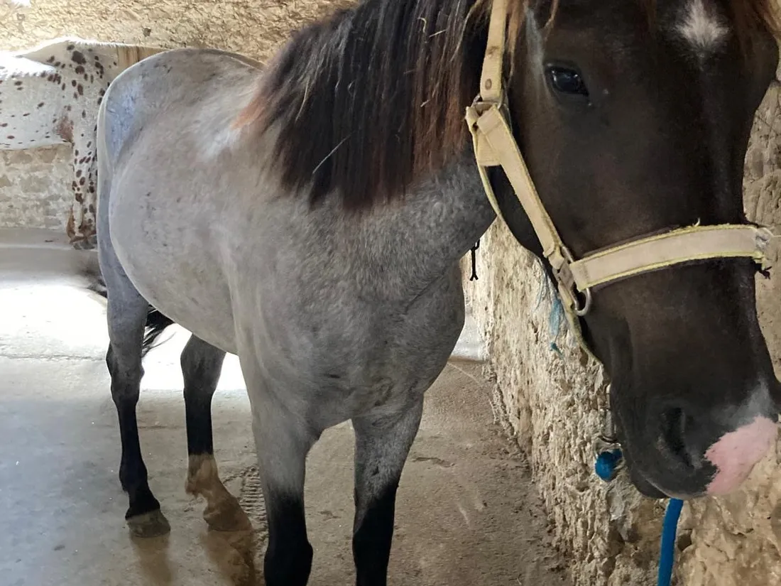 Cheval