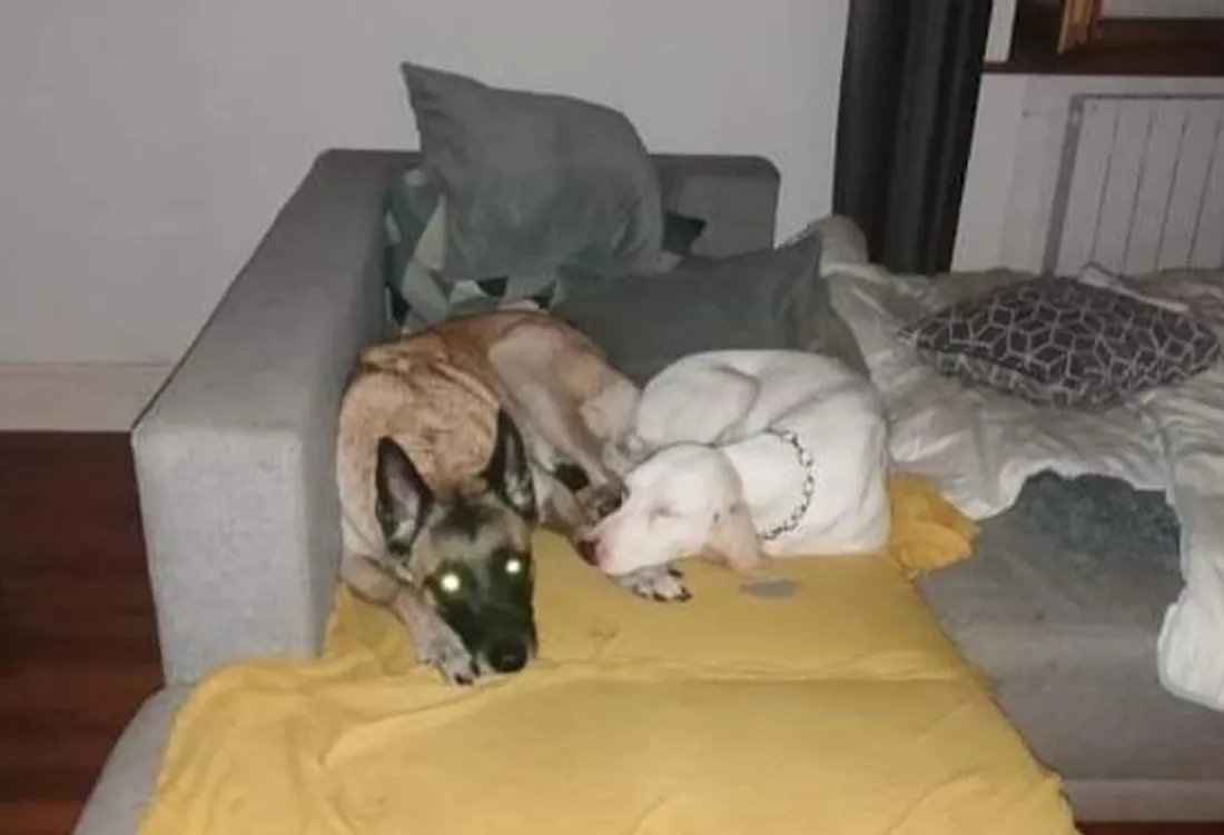 Gump, le chien porcelaine, lové sur son nouveau canapé