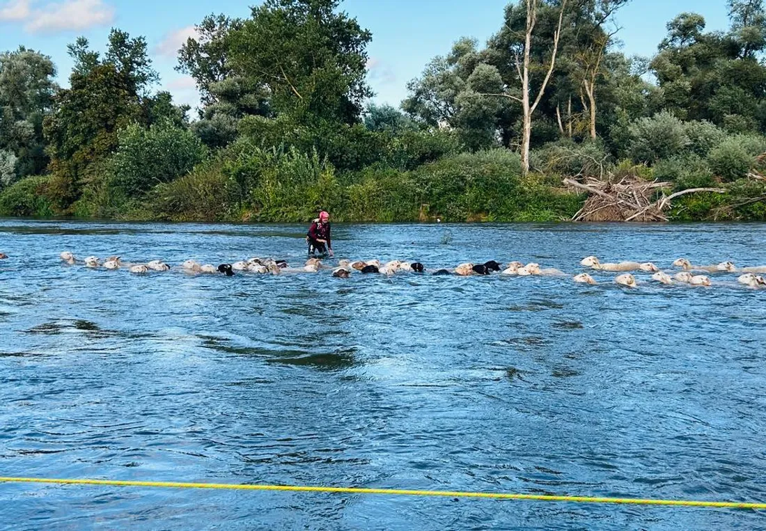 Les moutons en rang serré pour passer le fleuve