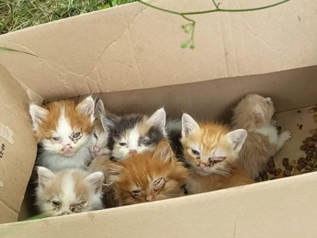 Chatons lagarrigue tarn