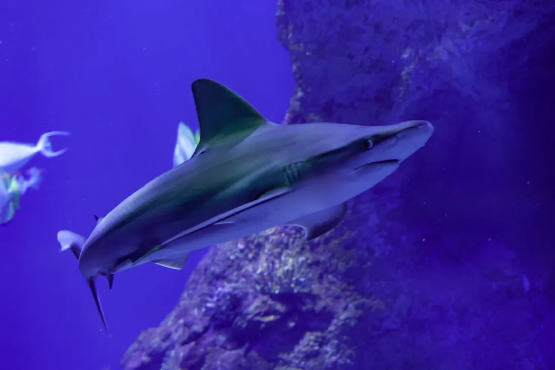 Féroce et Diablesse, les requins taureau de l'aquarium de  Canet-en-Roussillon