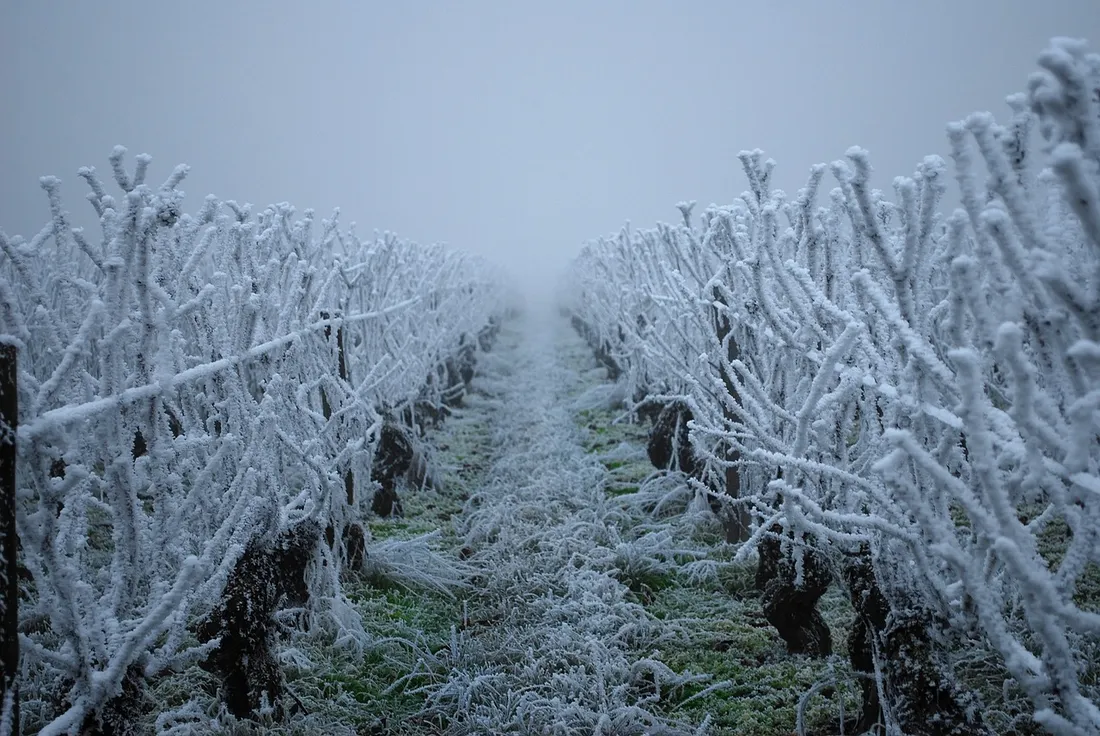 Illustrations de vignes en hiver ( photo non contractuelle )