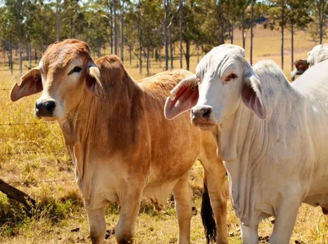 Vache Brahman