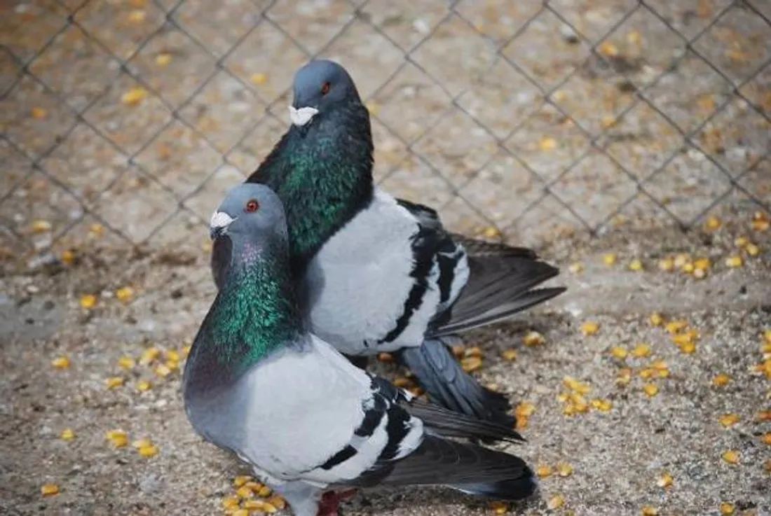 Une association reproche à la mairie de Colmar d'asphyxier les pigeons 