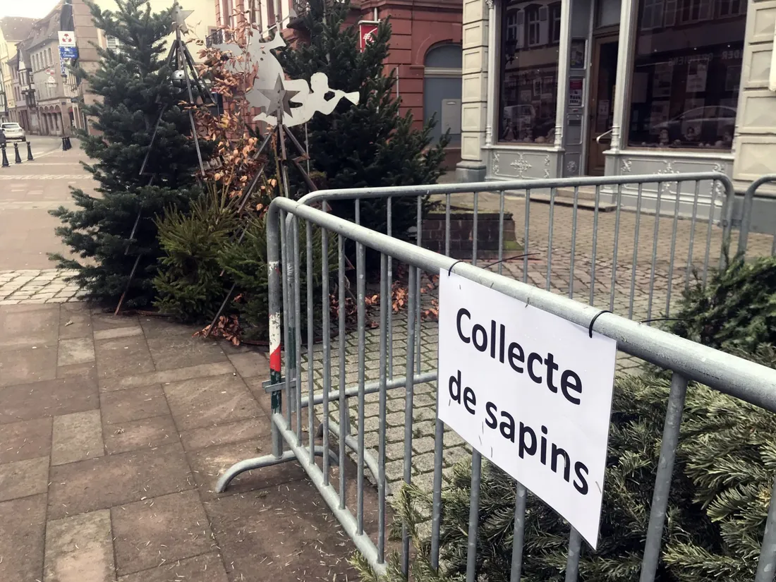 La collecte des sapins à Wissembourg