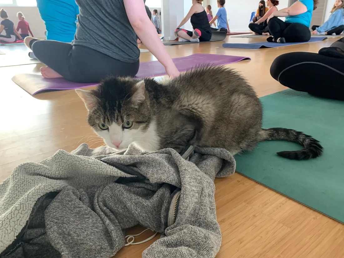 Pas de stress avec les chats en cours de yoga