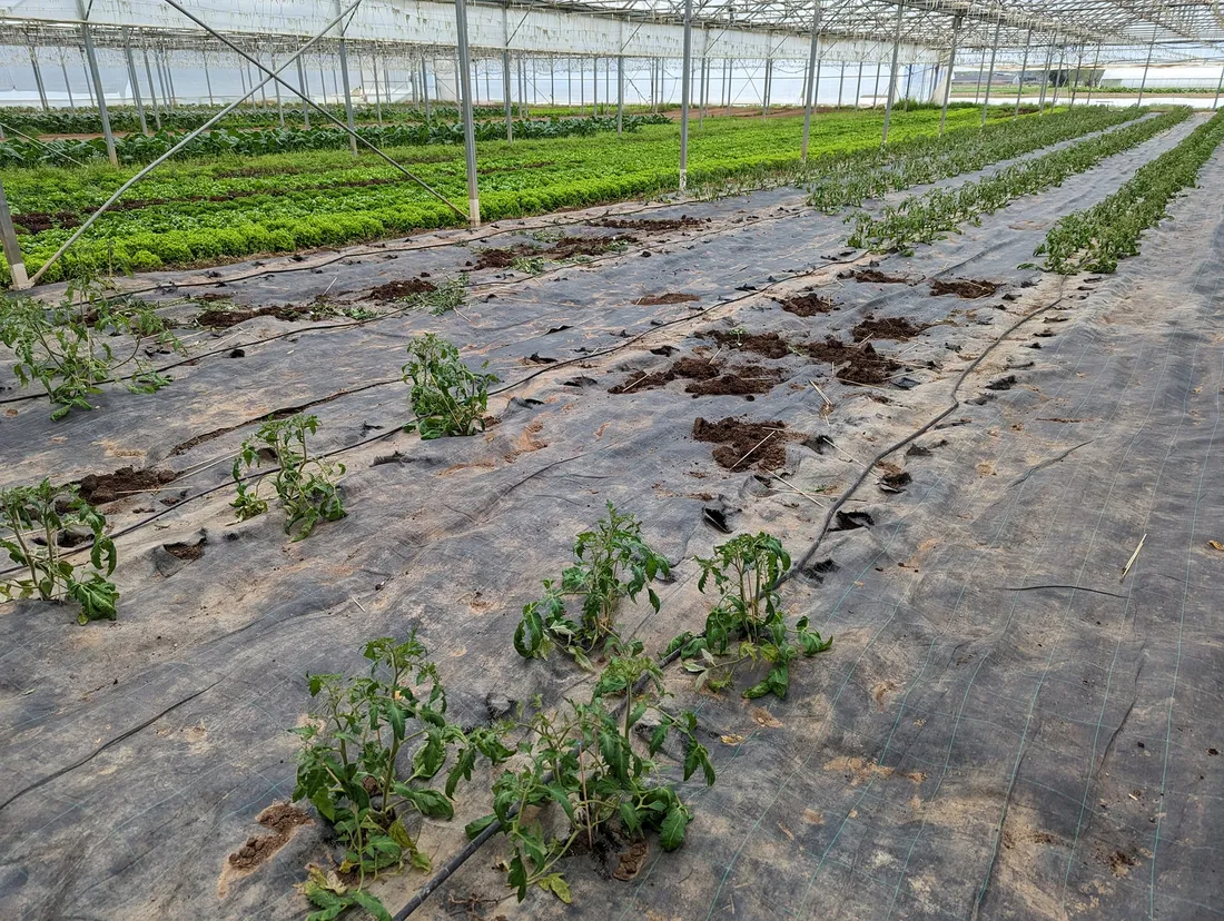 Des centaines de plants de tomates ont été volées