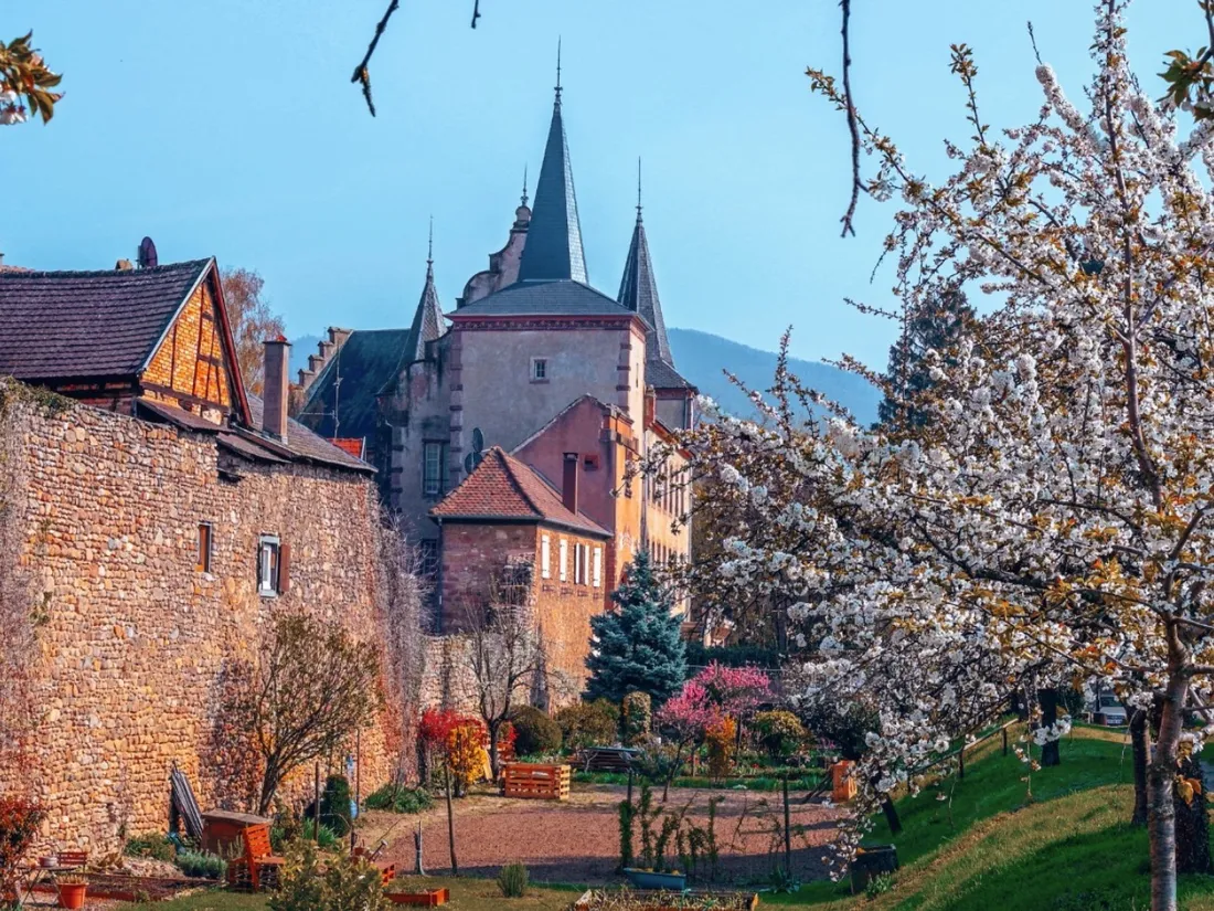 À l'image du village de Kientzheim, toute l'Alsace célèbre le printemps. 