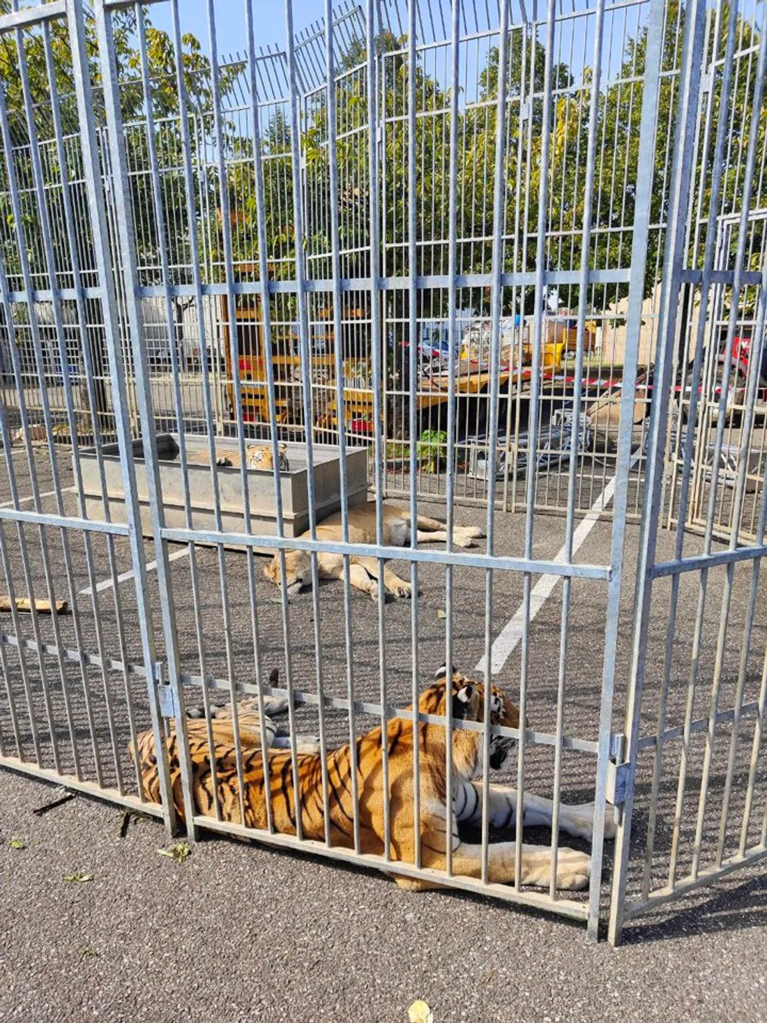 Des animaux sauvages sont installés dans des cages sur un parking à Hautepierre