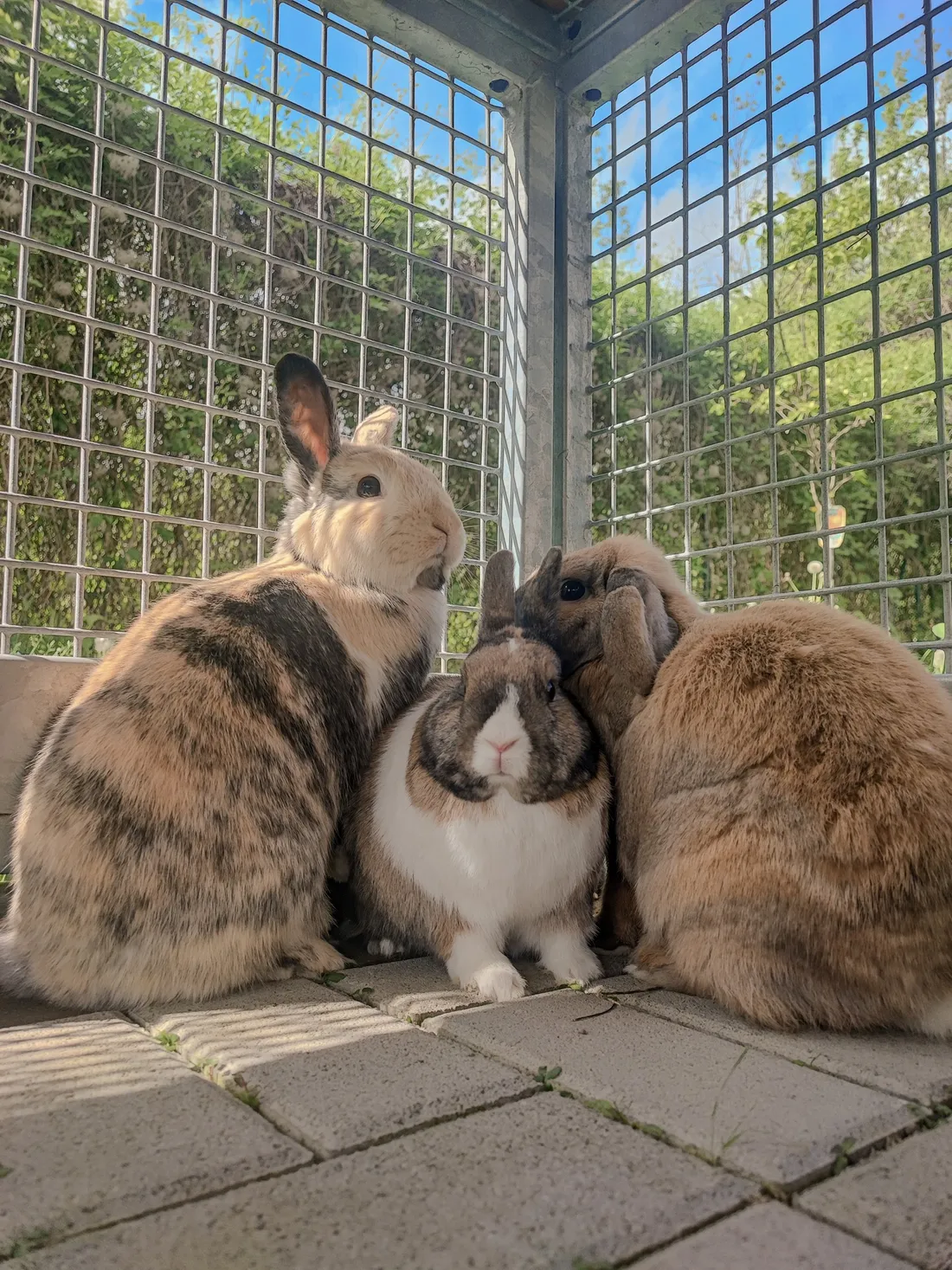 Plusieurs lapins attendent d'être adoptés à la SPA de Strasbourg.
