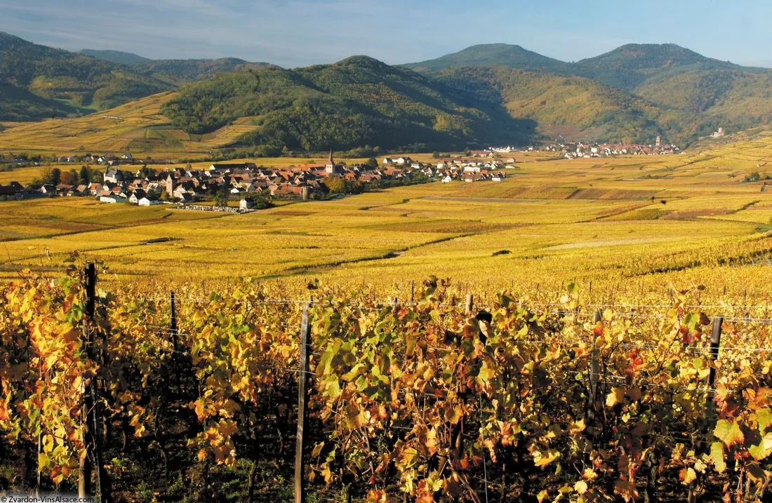 La cité des vins d'Alsace s'installera en face du château de la Confrérie Saint-Etienne à Kienztheim