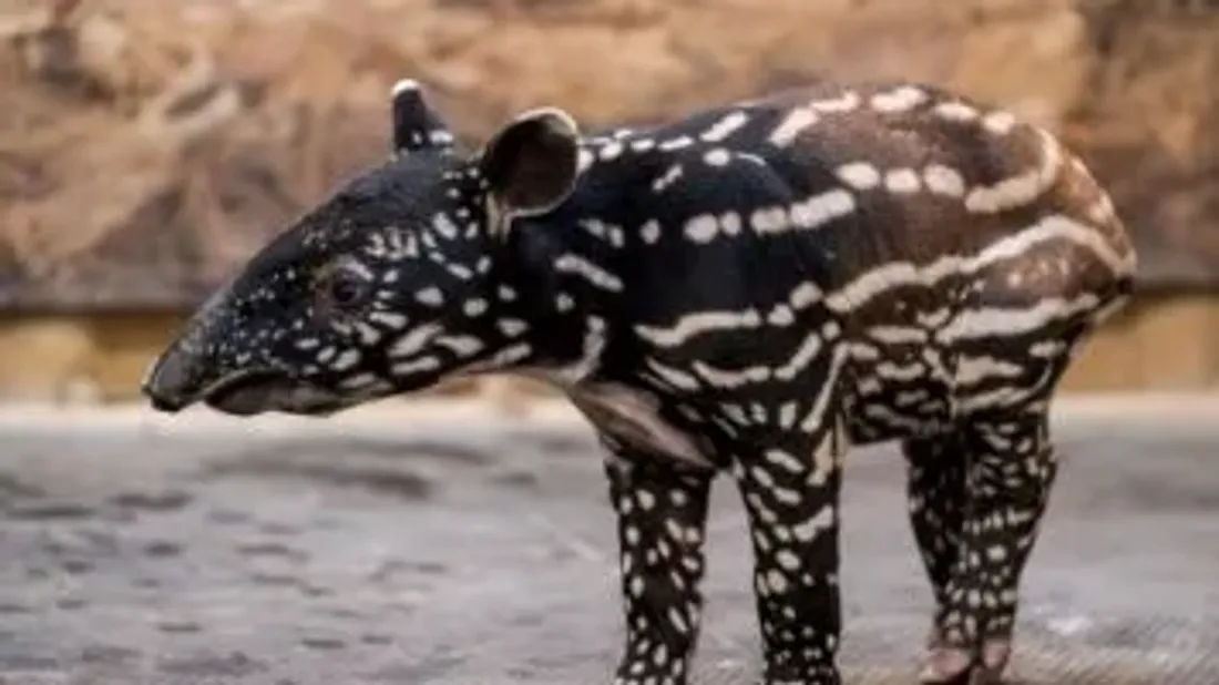 Le nouveau né : le tapir malais