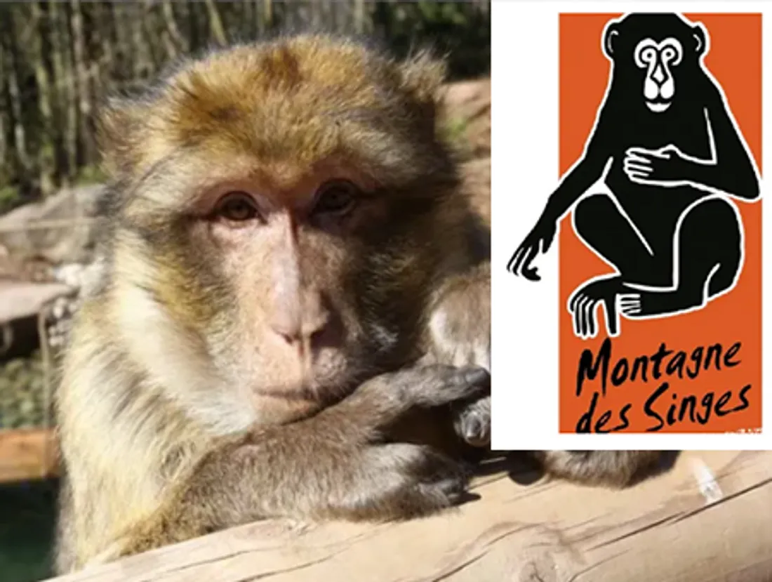 ouverture montagne des singes