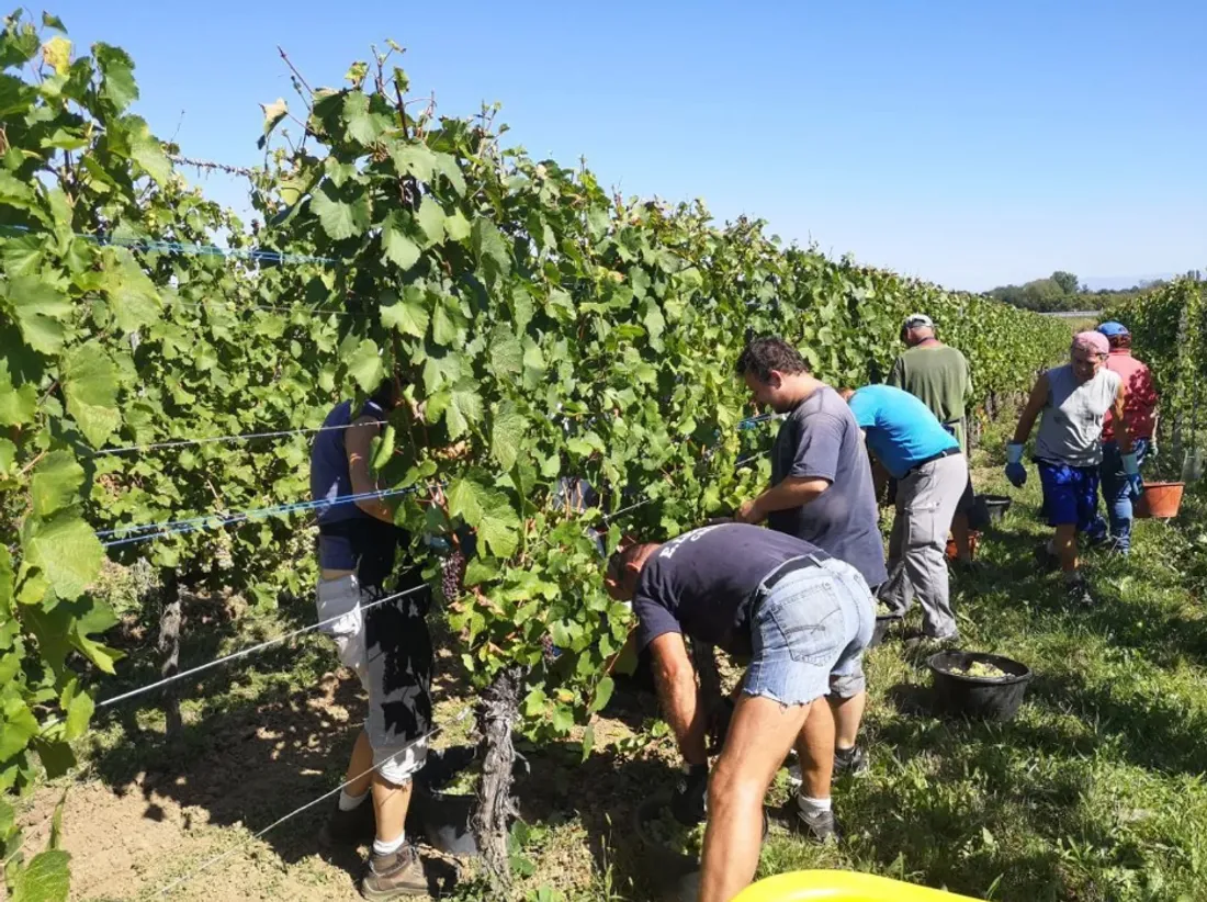 Les vendanges devraient débuter fin août en Alsace