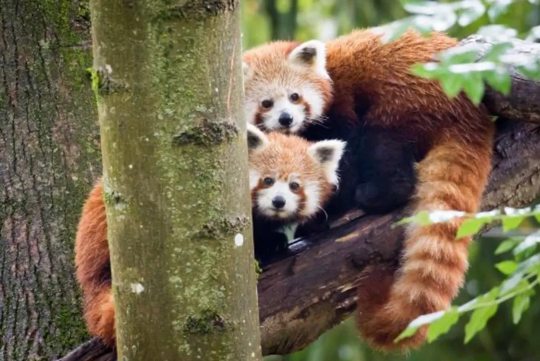 Les pandas roux sont à rencontrer au Zoo de Mulhouse