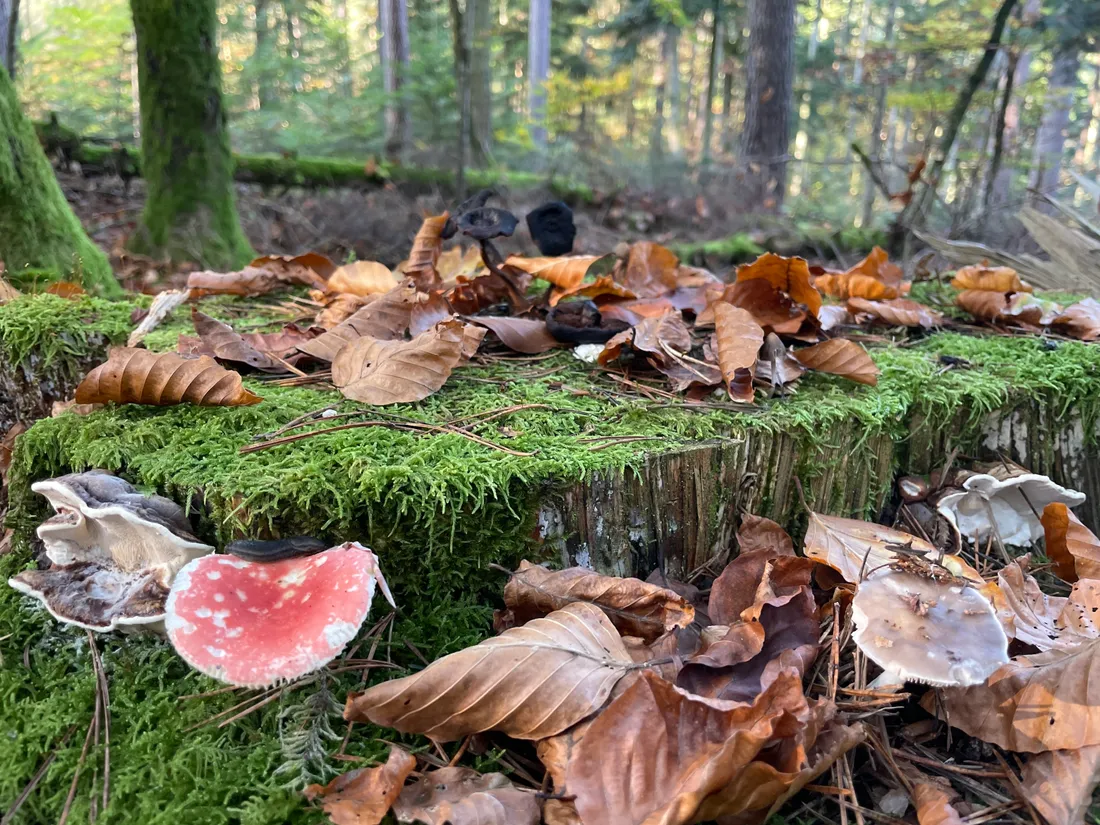 Notre balade en forêt nous a permis de voir de beaux champignons