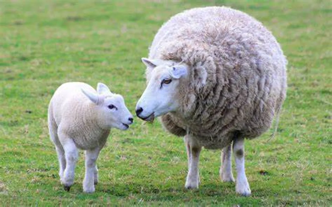 "Du mouton au vêtement" : une expo présentera le parcours de la laine à la Foire Eco Bio d'Alsace
