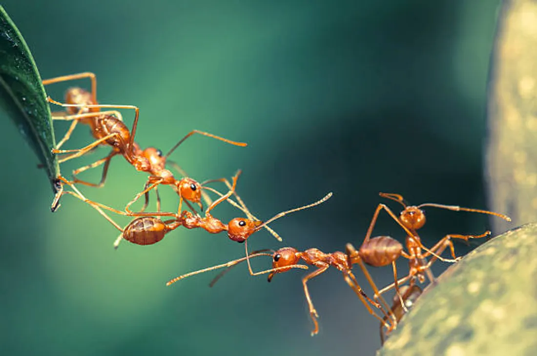 Une invasion de fourmis à Kehl est responsable de nombreux dégâts 