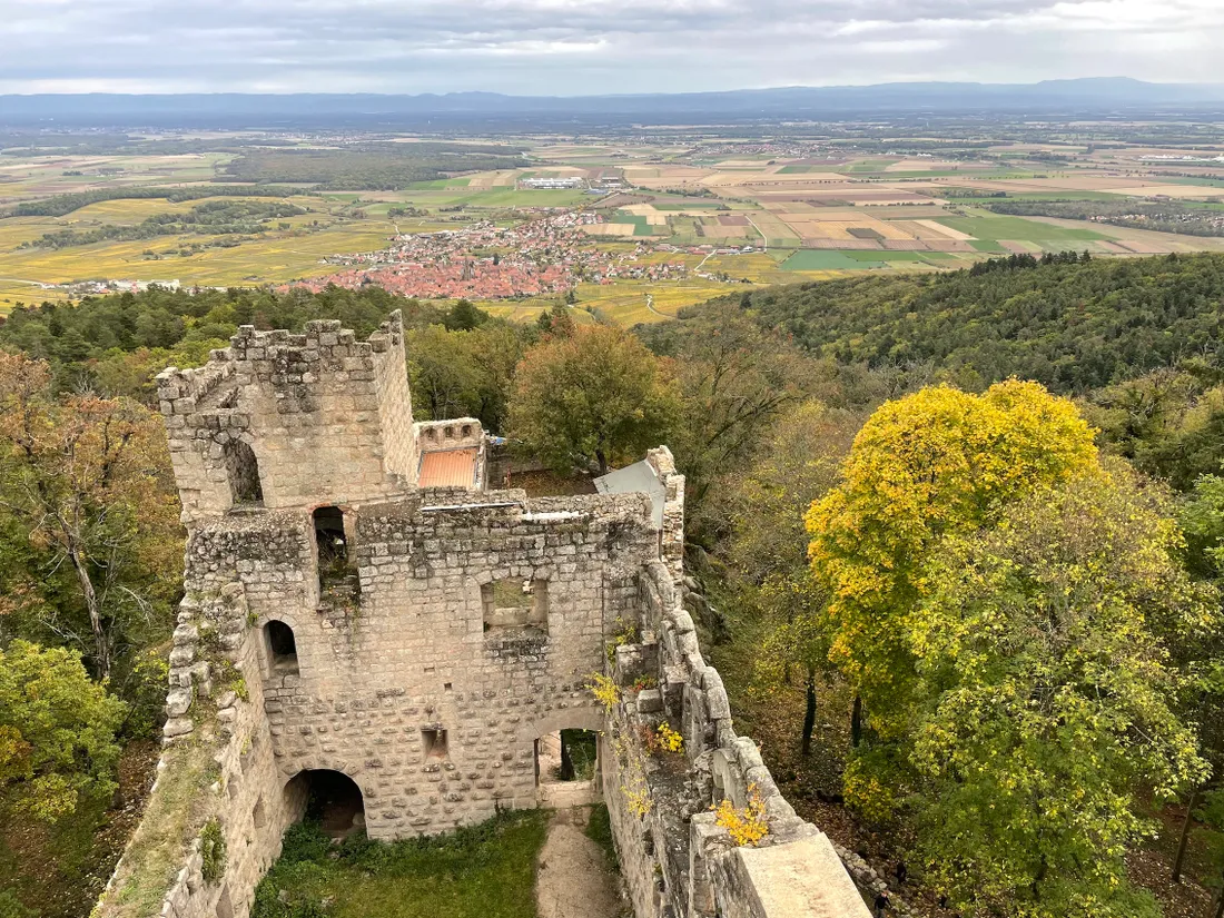 Le château du Bernstein sur les hauteurs de Dambach-la-Ville