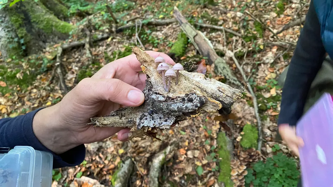 De nombreuses espèces de champignons vivent dans la forêt de Haguenau.
