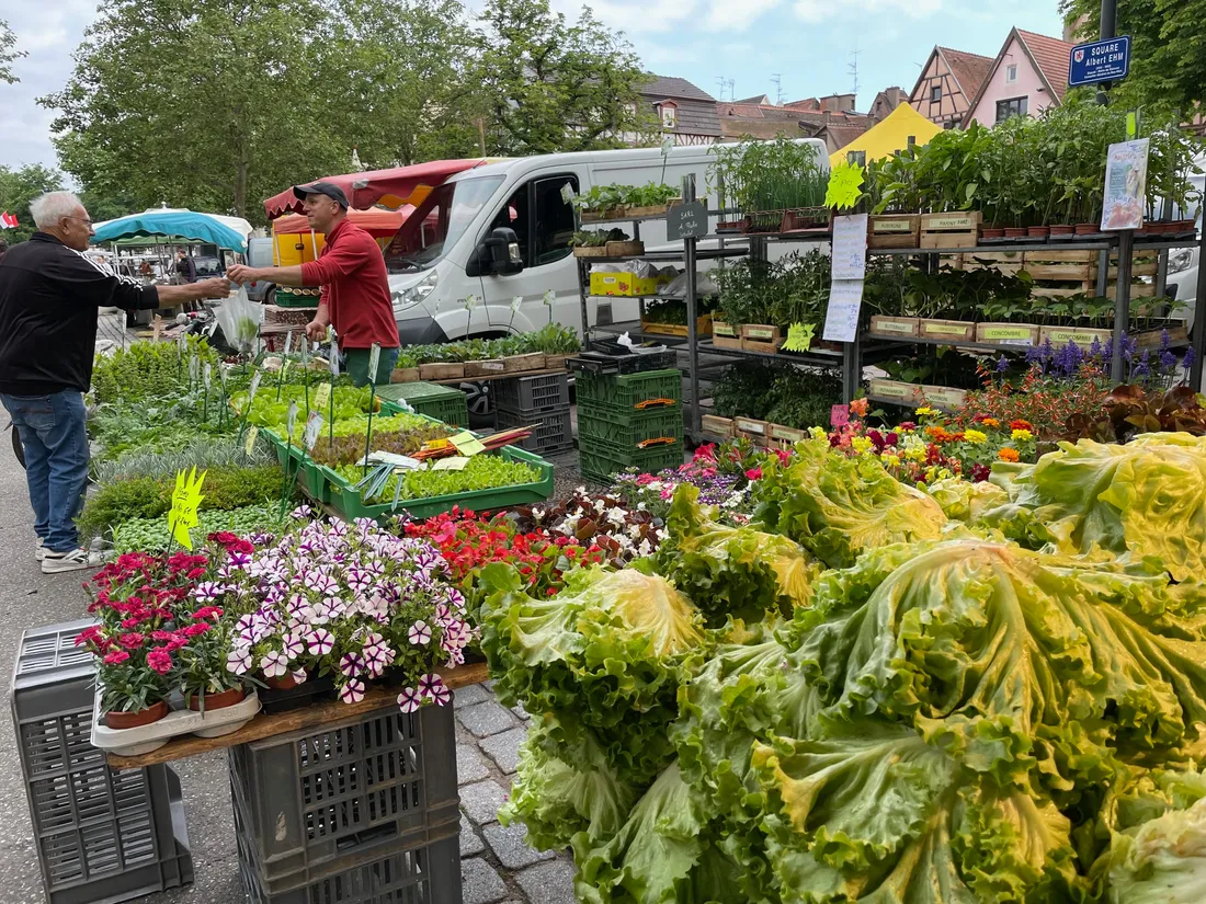 Les maraichers ont tout ce qu'il vous faut pour votre potager