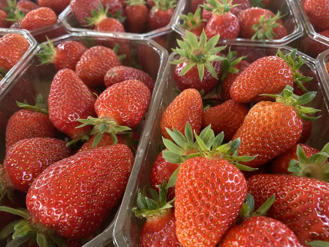 La saison des fraises en Alsace vient de débuter