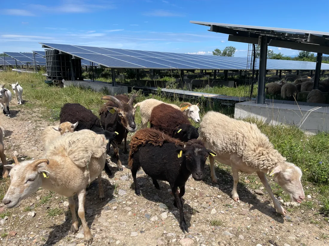 Des animaux heureux dans le parc solaire de Katzenthal