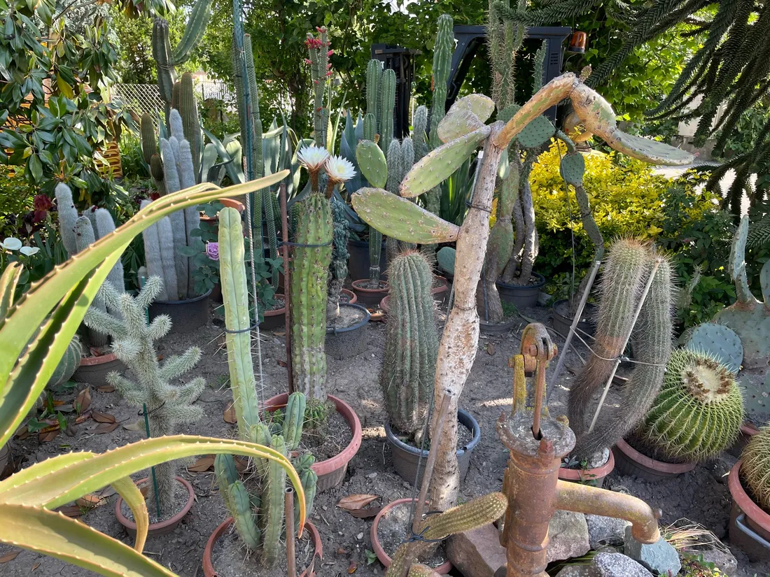Robert garde ses cactus en serre de la Toussaint à mi-mars puis il les sort dans son jardin
