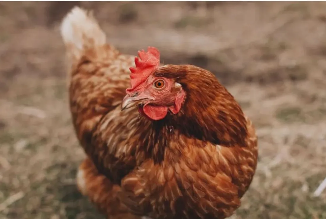 La Ville de Colmar propose d'adopter des poules 