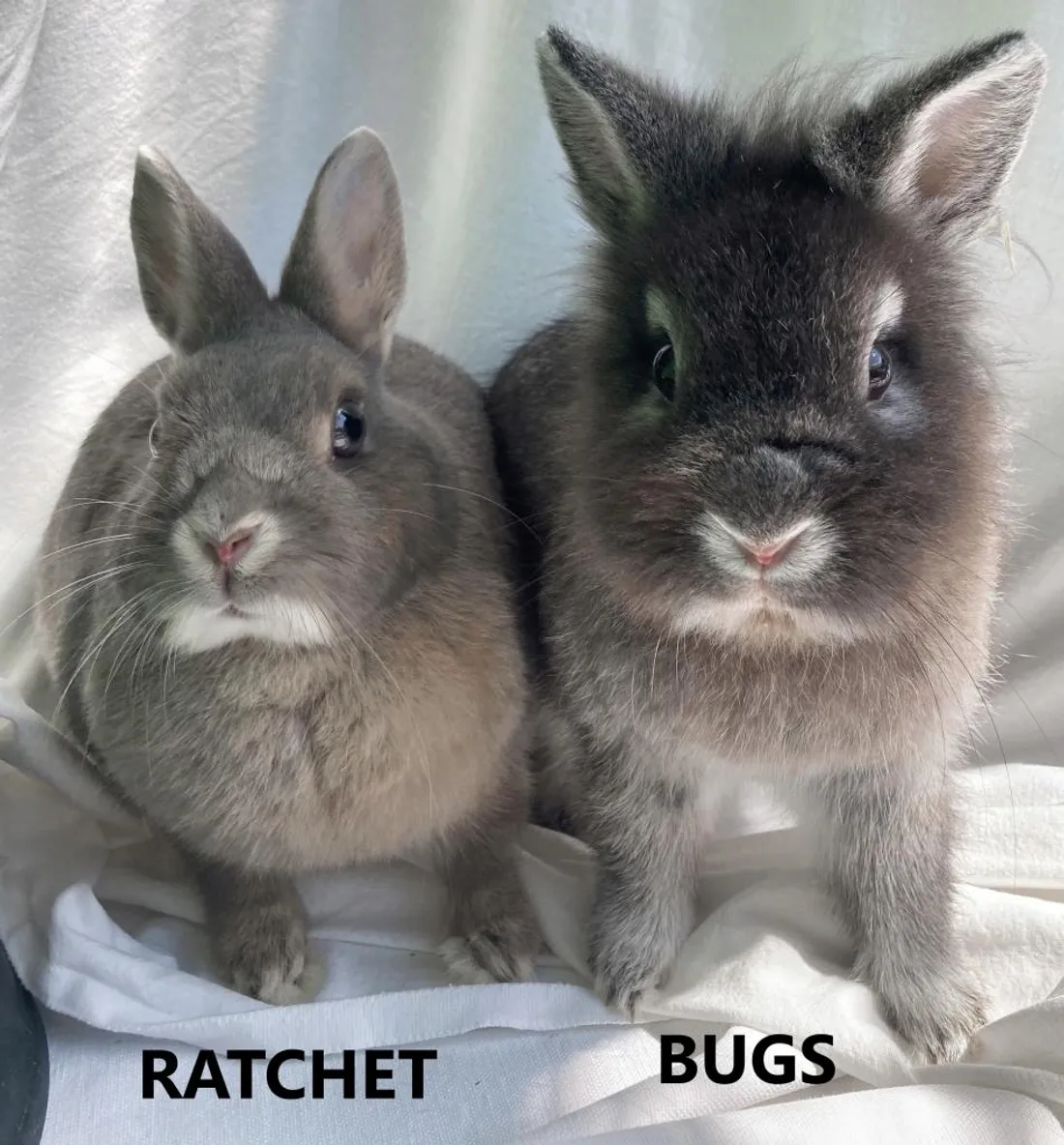Voici Bugs et Ratchet 