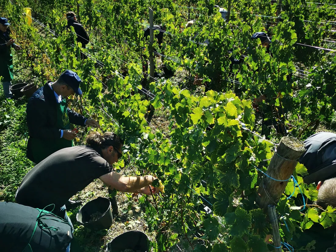 Vendanges