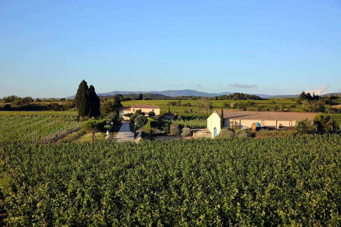 Le vignoble dans le Languedoc de la famille Ruhlmann-Schutz