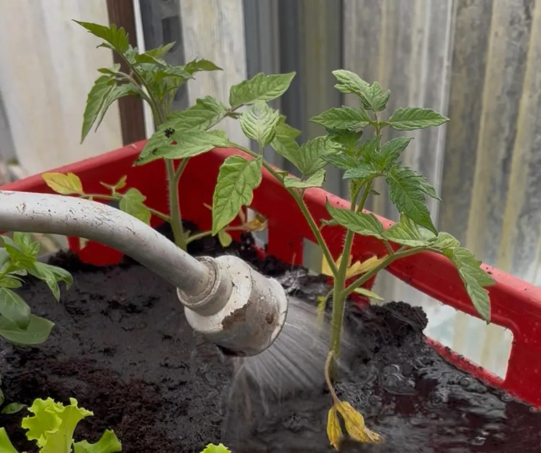 Des astuces pour les jardiniers novices