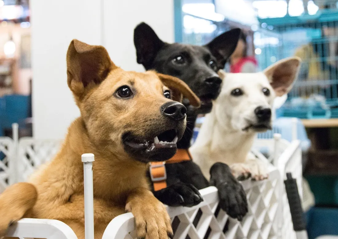 Le salon du chien à Niedernai ce week-end fait débat