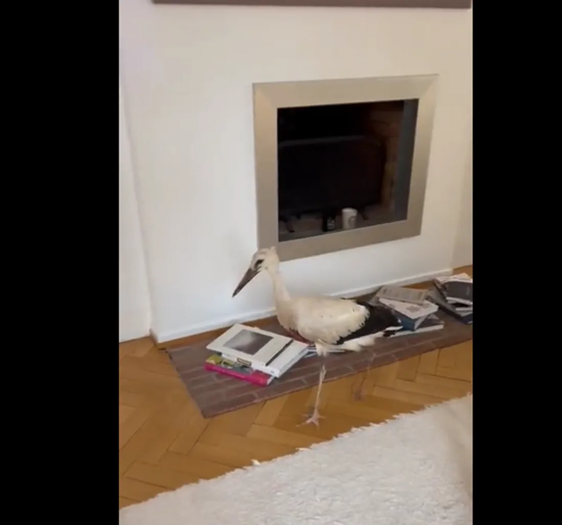 Une belle cigogne déambule dans un appartement strasbourgeois