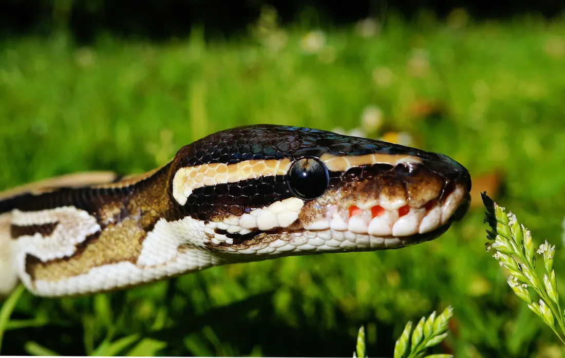 14 pythons royaux retrouvés au lac Tälesee en Allemagne