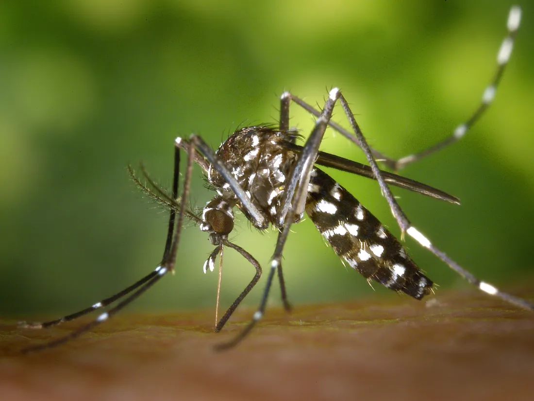 Cas de dengue : opération de démoustication à Strasbourg