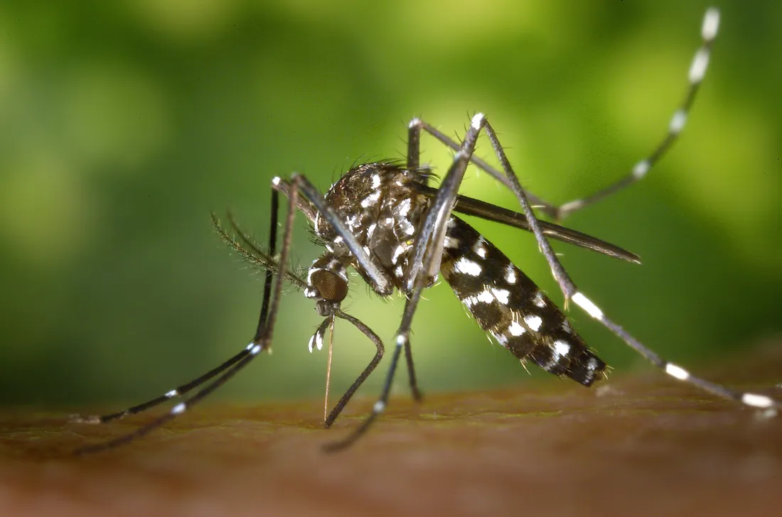 Cas de dengue : opération de démoustication à Strasbourg