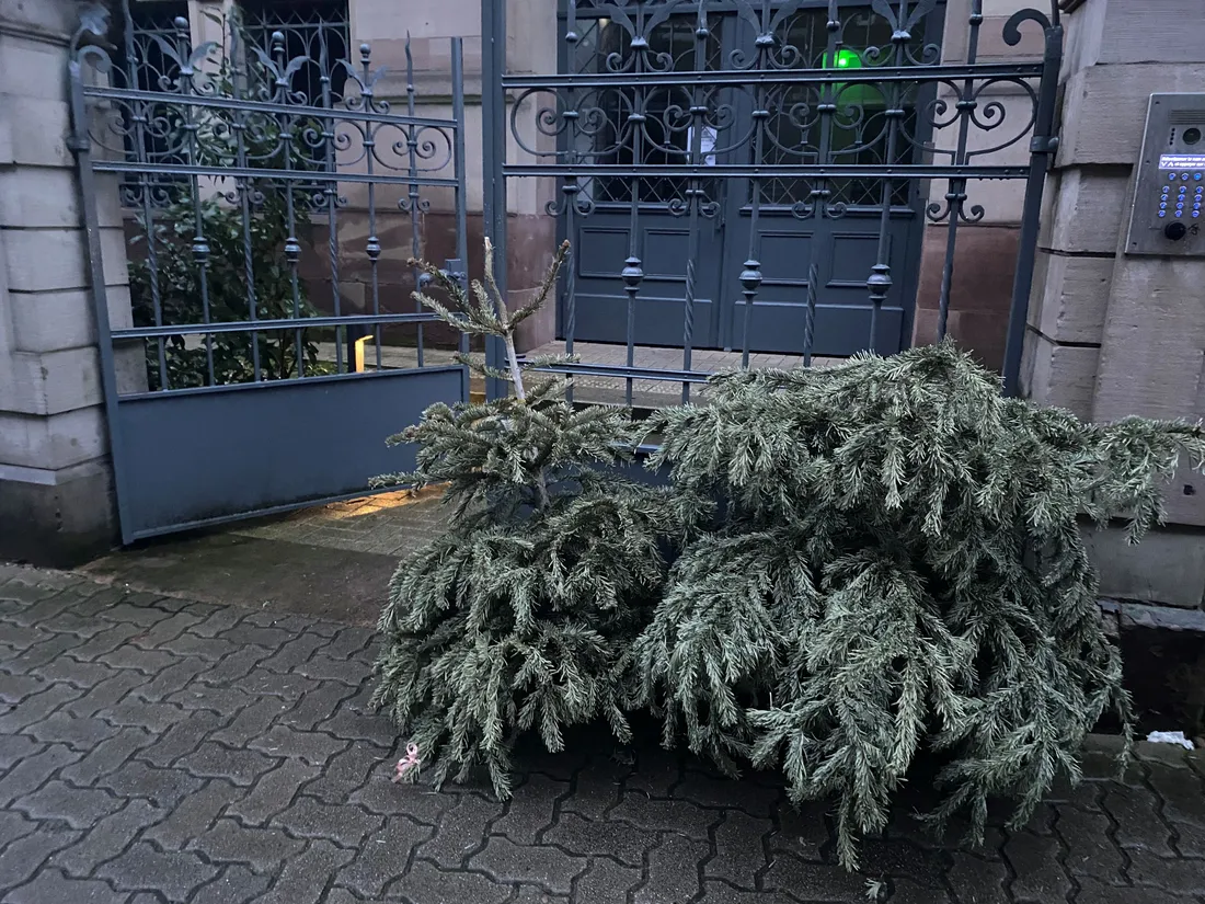 Il est illégal de jeter votre sapin dans la rue.