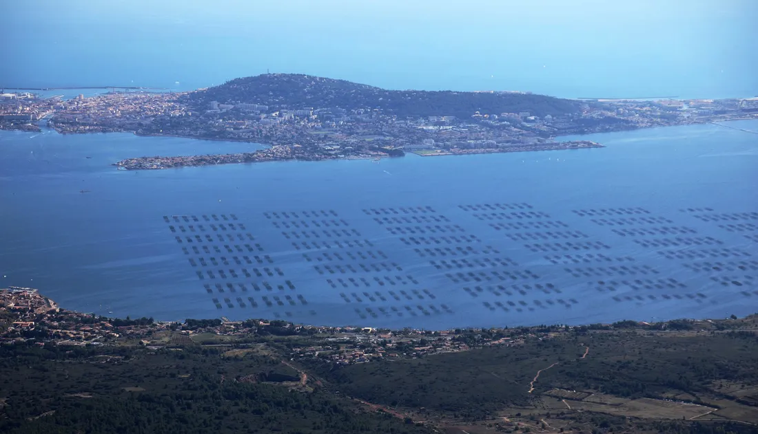 Ora maritima