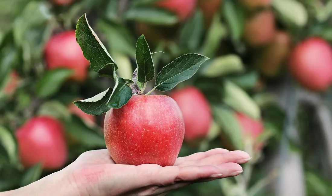 Fête de la pomme