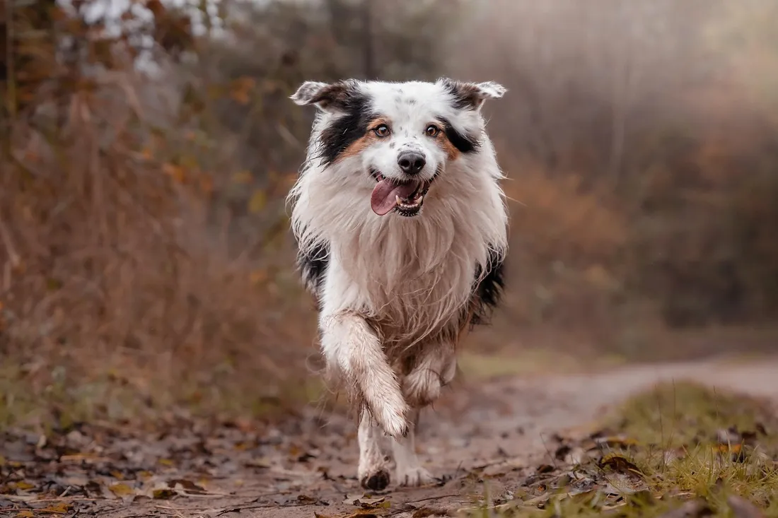 Top 3 chiens Occitanie