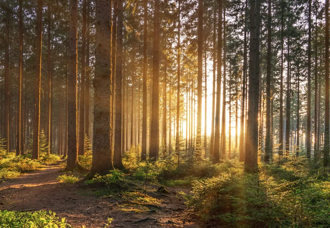 foret