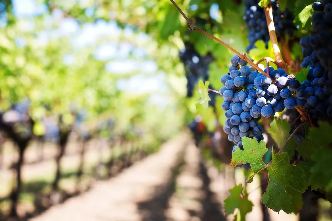 Foire aux vins réglementation