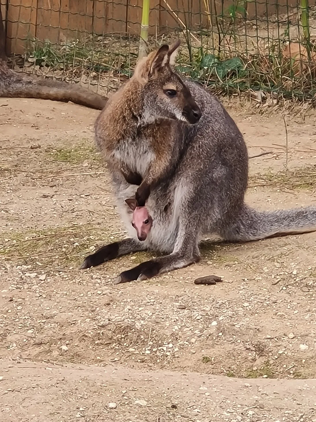 Kangouroui