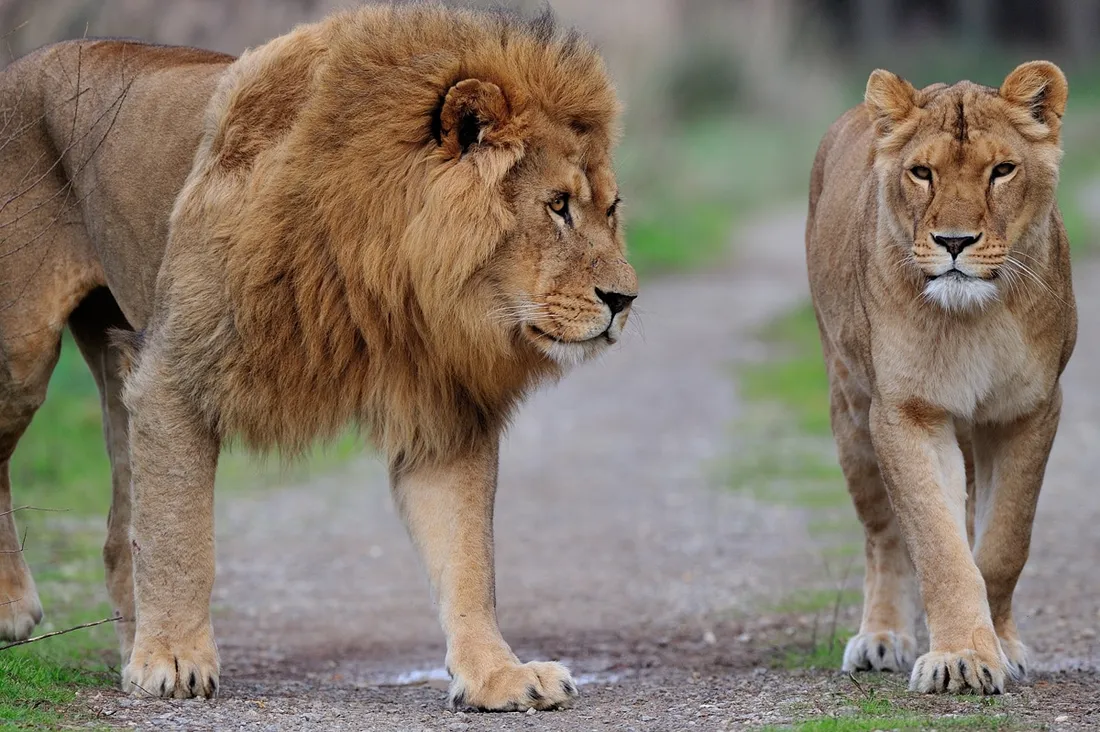 Le roi de la savane, à la réserve africaine de Sigean.