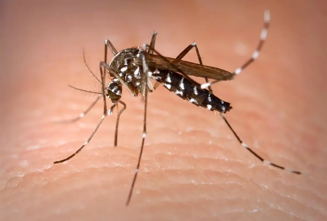 1.700 cas de dengue déjà détectés cette année.