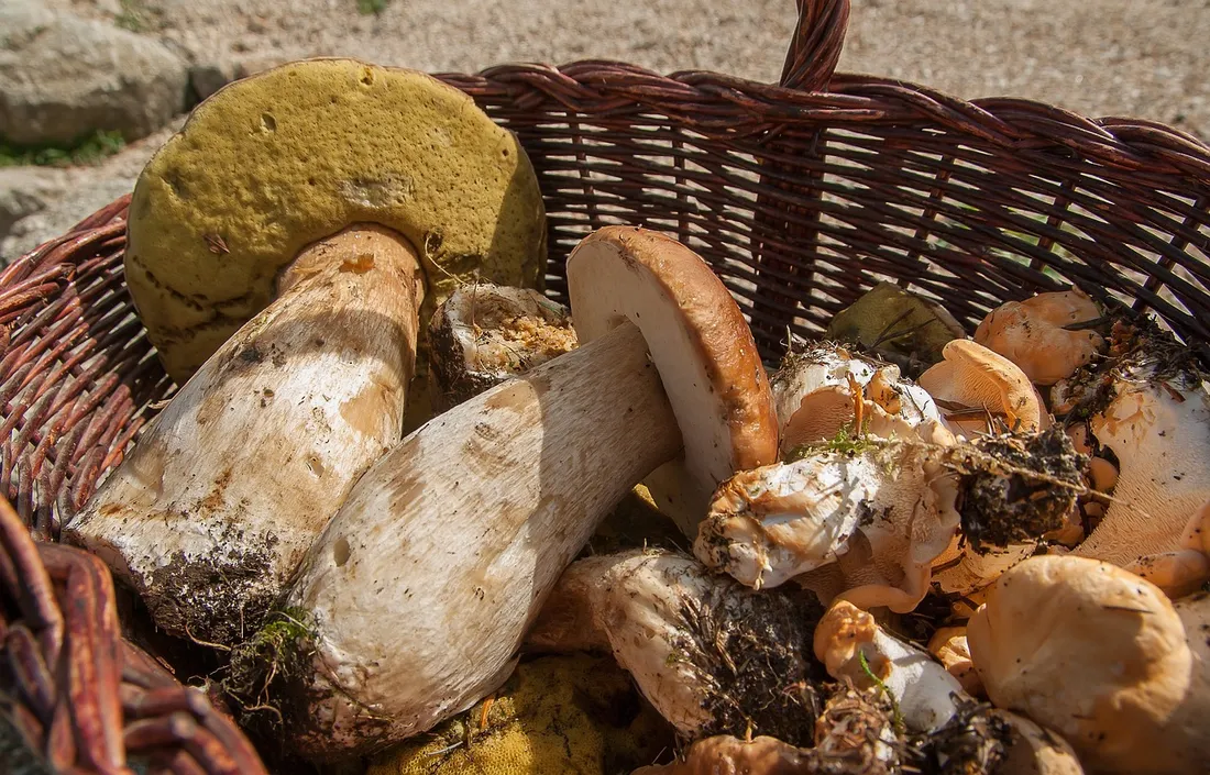 Champignons cueillette conseils