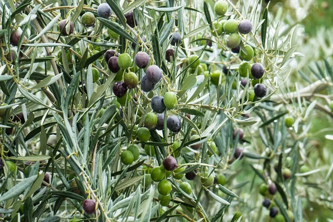 Découverte olives à Gignac